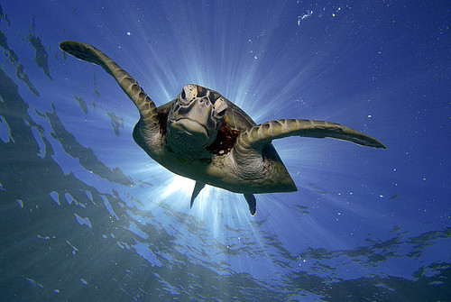 La tortugas: 5 datos interesantes sobre las tortugas marinas