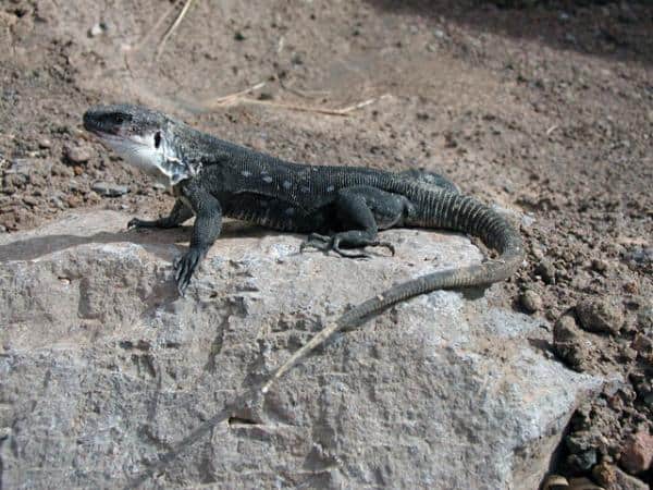 Lagarto de agua: el primer reptil que caminó sobre el agua