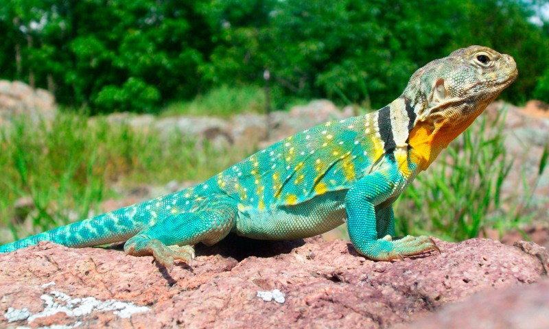 lagartos 5 curiosidades sorprendentes sobre estos reptiles