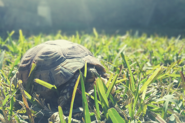 Las ardillas hibernan: Descubre su adaptación al frío