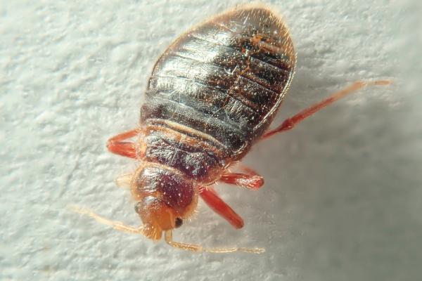 Las chinches secas pueden revivir Descubre la verdad aquí