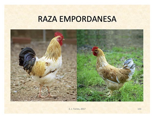 Las gallinas: Cómo se reproducen y cuidan sus crías