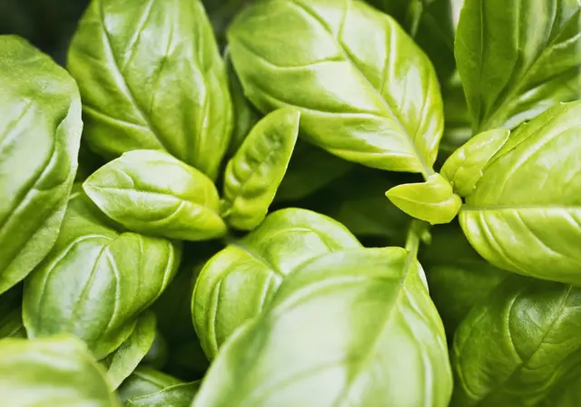 Las plantas medicinales en México: 10 ejemplos y sus usos