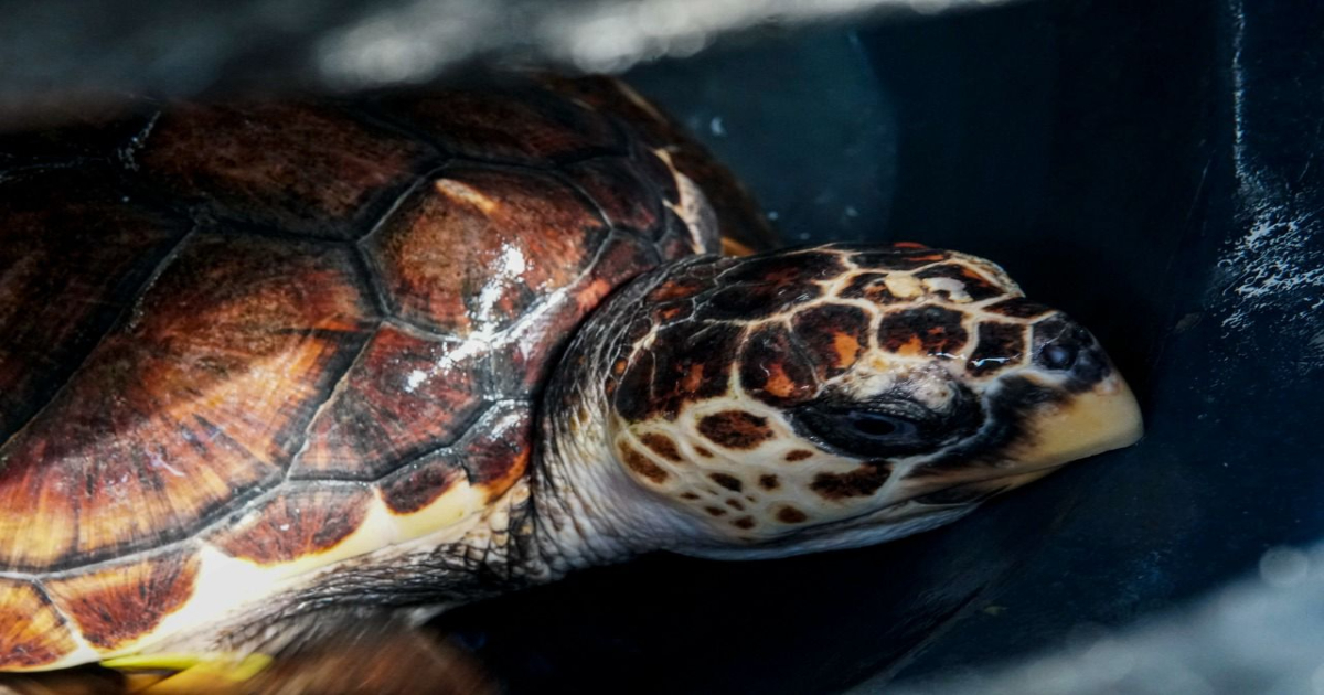 las tortugas marinas estan en peligro por el cambio climatico