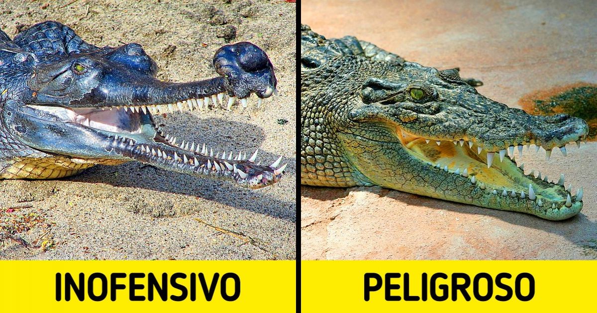 las zarigueyas son peligrosas o agresivas descubre la verdad