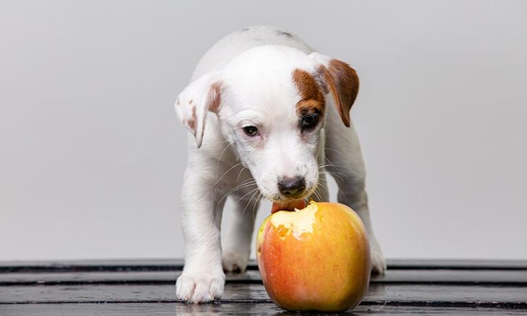 Lechuga para perros: Es seguro que los perros coman lechuga