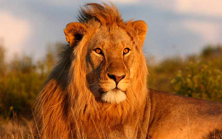 Leones albinos: Por qué algunos leones africanos son blancos