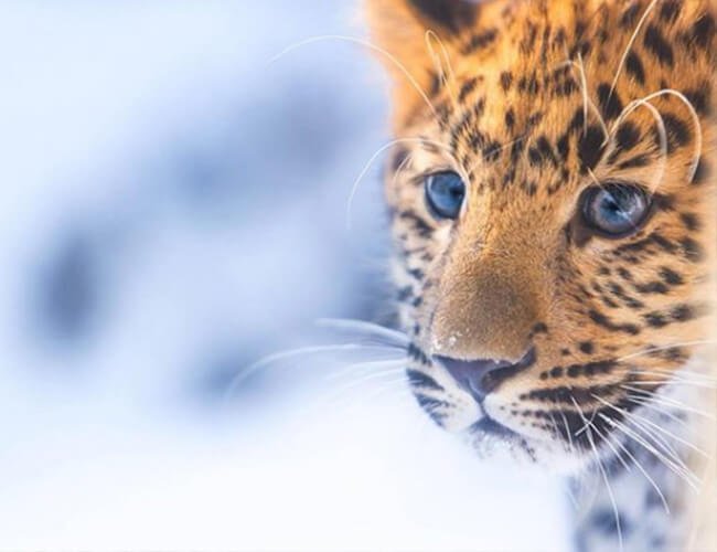 Leopardo de Amur: conservación y características del felino