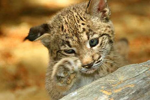 Lince ibérico: Información y características del gran felino