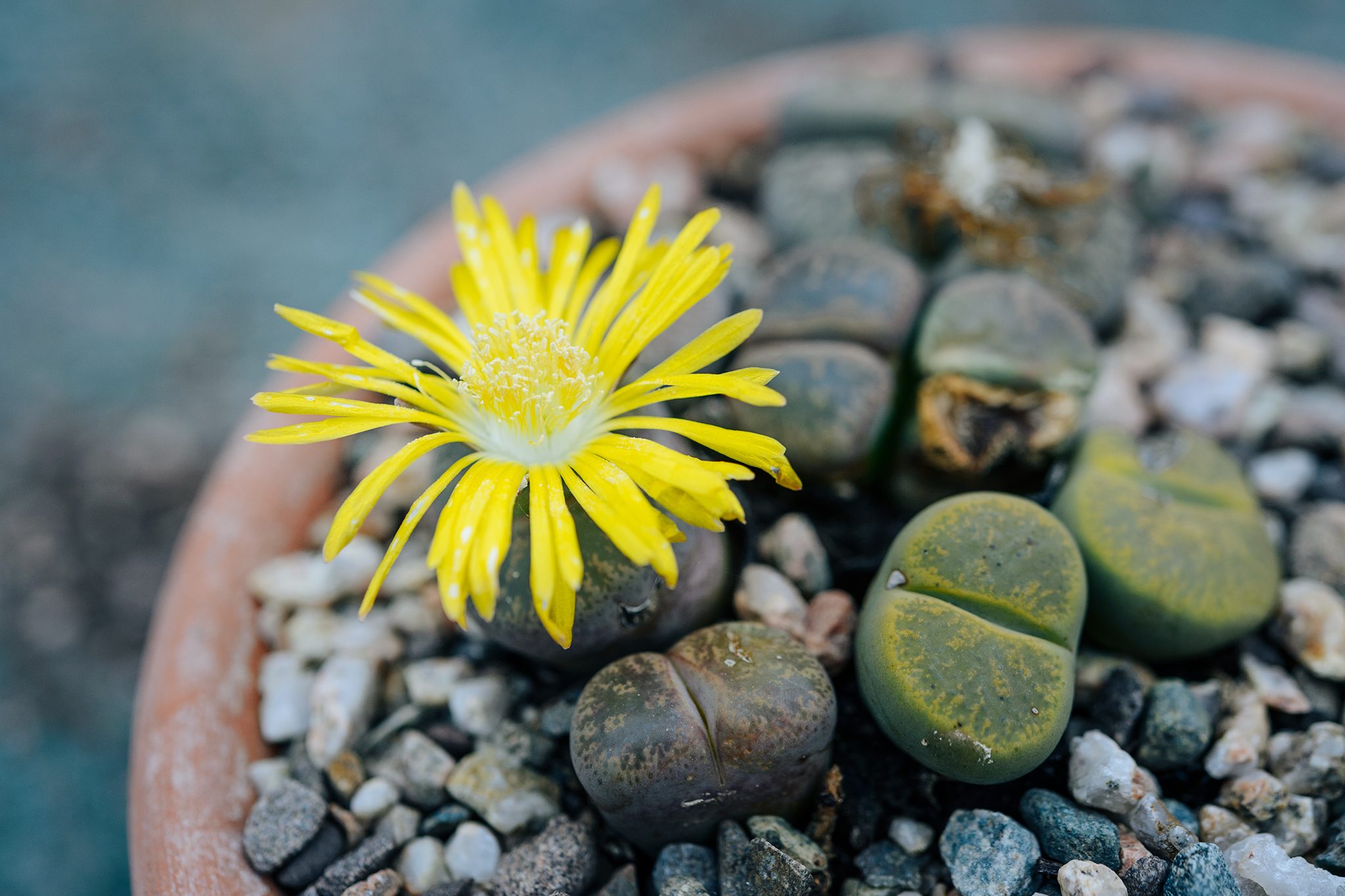 lithops suculentas