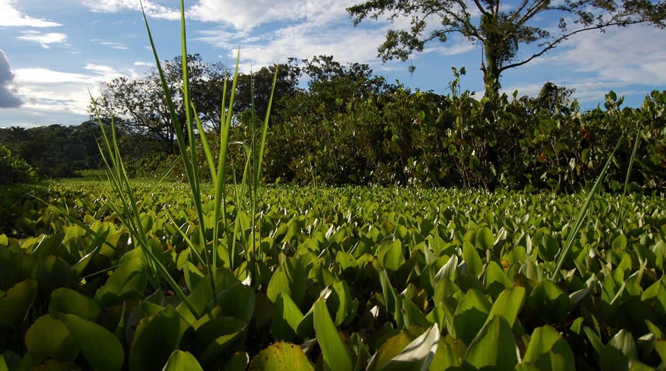 llanura aluvial definicion caracteristicas flora y fauna