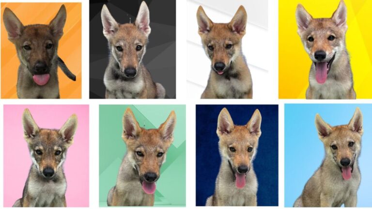 Lobo: Características y Personalidad del Majestuoso Canido