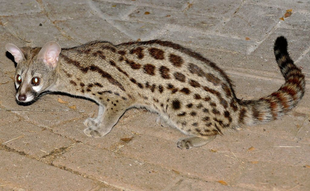 lobos fascinantes caracteristicas y habitos de este animal