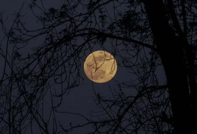 Lobos y Luna Llena: Mitos y Leyendas sobre Su Aullido
