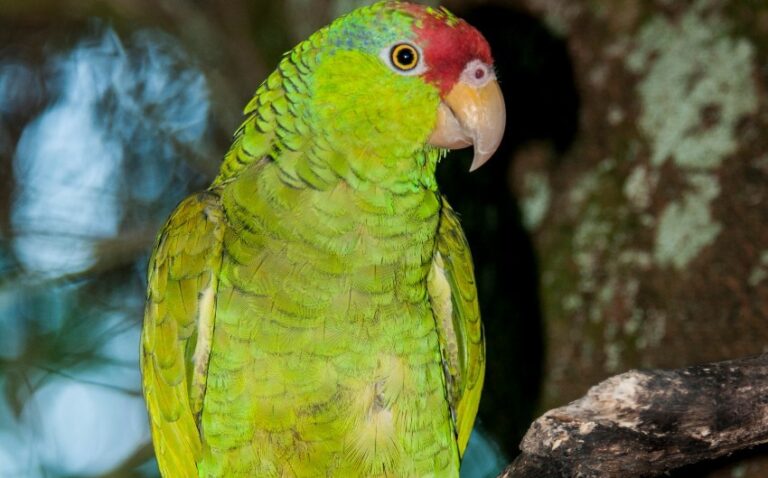 Loro Verde: Características, Costumbres y Fotos Esenciales