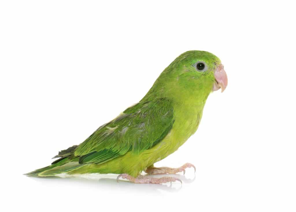 loros descubre que comen los loros y su fascinante mundo