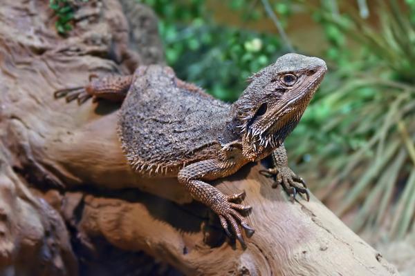 Los 15 animales más raros del mundo que no podrás olvidar