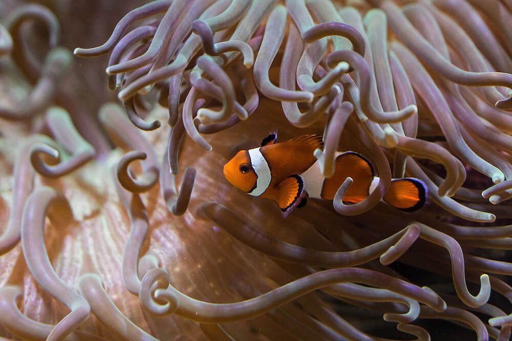 los 15 peces en peligro de extincion que debemos salvar hoy