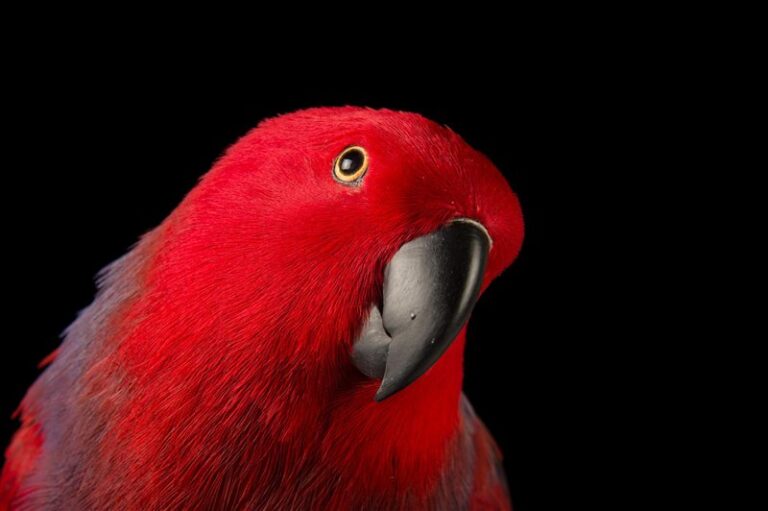 Los 15 tipos de loros más interesantes: un mundo colorido