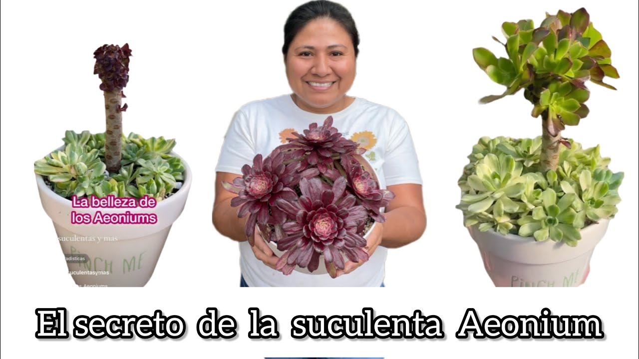 los aeoniums