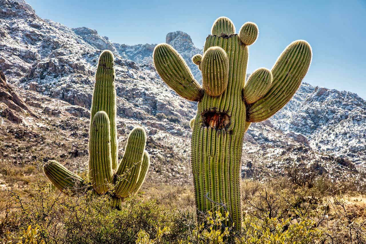 los cactus 4