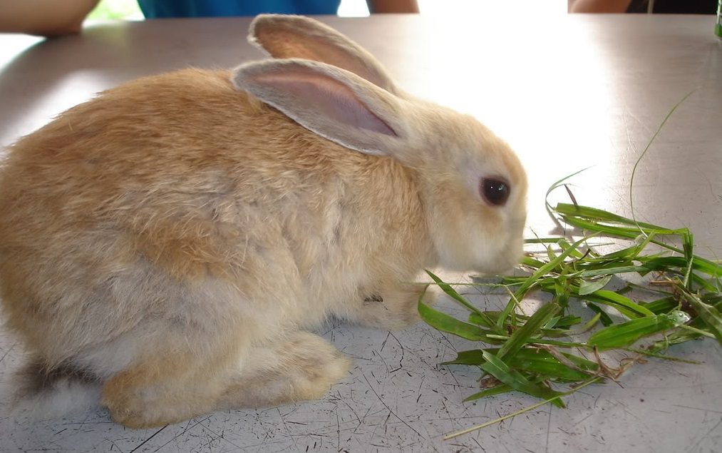 los conejos pueden comer lechuga todo lo que necesitas saber