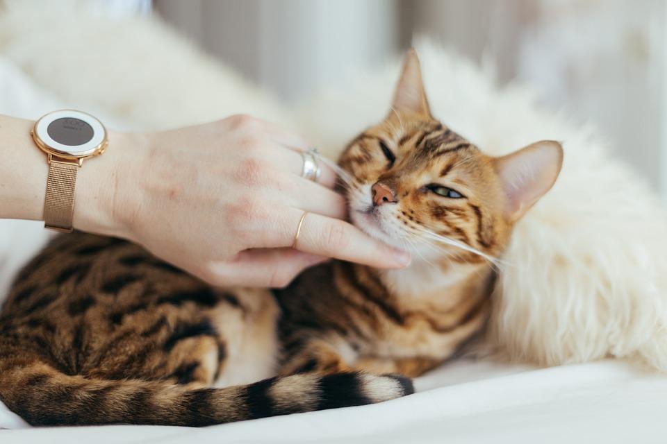 los gatos machos y hembras sienten celos y como se comportan