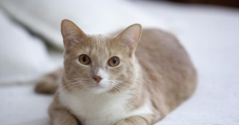 Los gatos tienen ombligo Descubre esta curiosidad sobre ellos