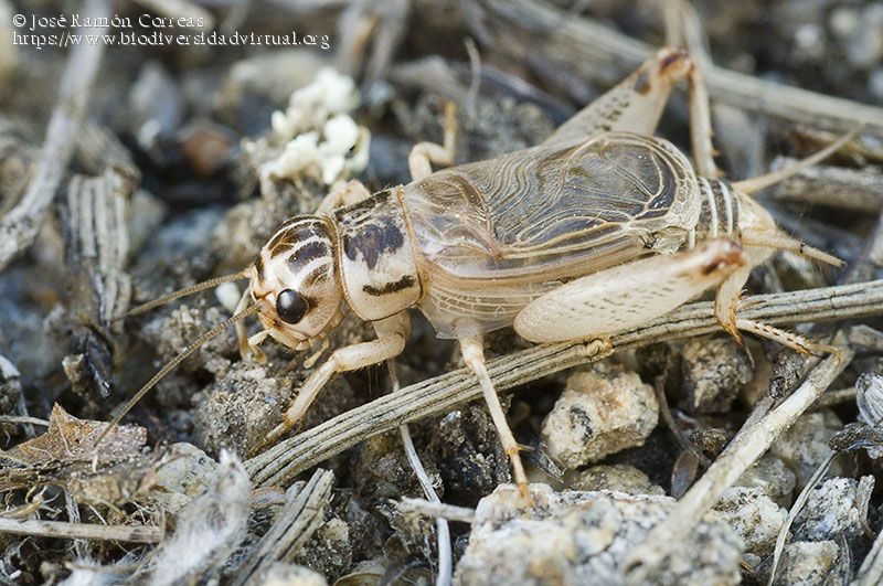 los grillos vuelan descubre la verdad sobre estos insectos