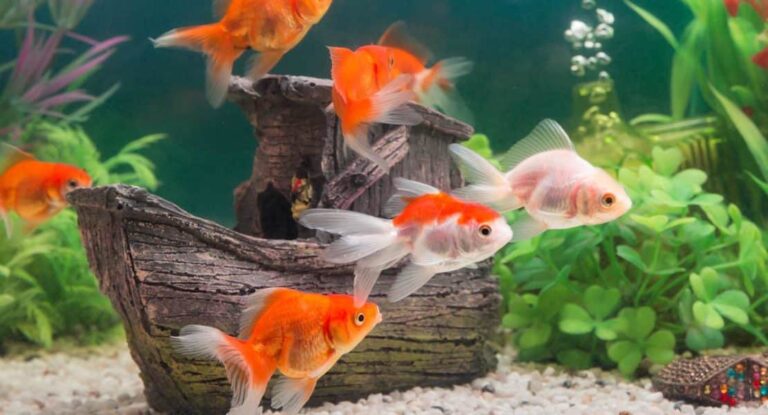 Los peces toman agua Descubre la verdad detrás de este mito
