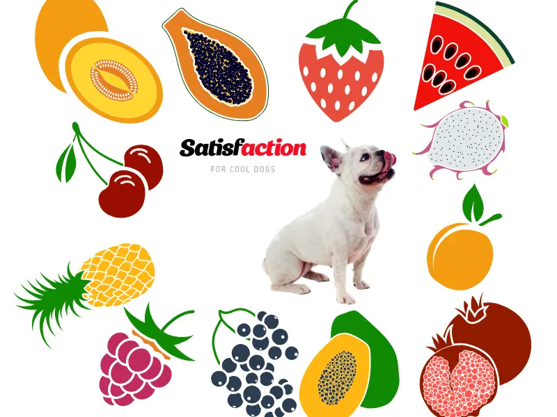 los perros pueden comer boniatos beneficios y precauciones
