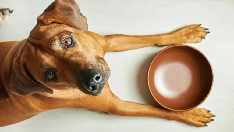 Los perros pueden comer carne de cerdo: Es seguro para ellos
