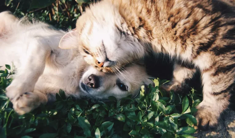 Los perros pueden comer palomitas de maíz Aquí la verdad