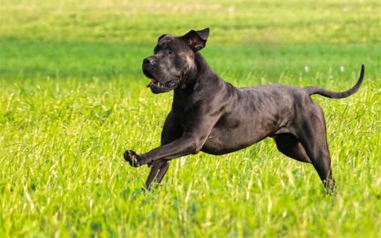 Los perros tienen agujetas Descubre la verdad sobre ellos
