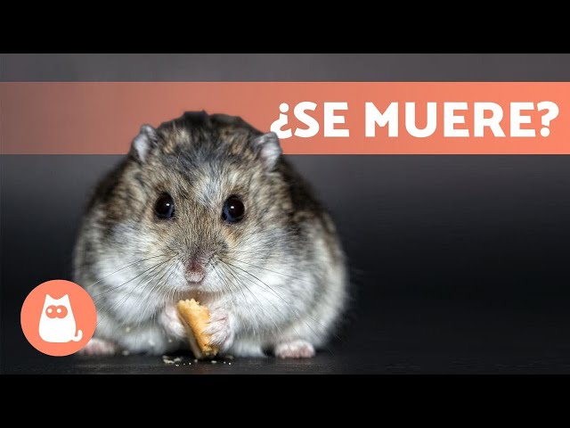 Los ratones tienen huesos Descubre el esqueleto de las ratas