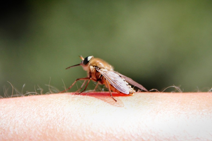 los repelentes para mosquitos funcionan si se usan correctamente