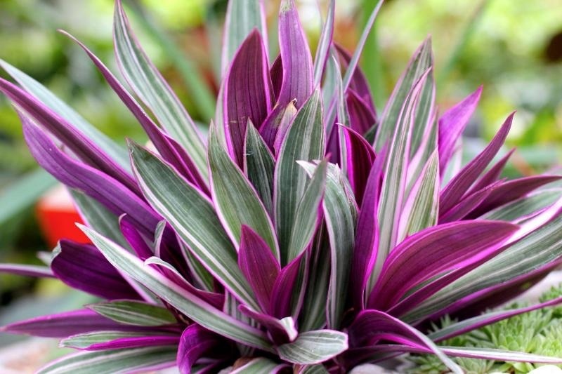 Magueyes: Ideal para embellecer tu jardín con variedad de plantas