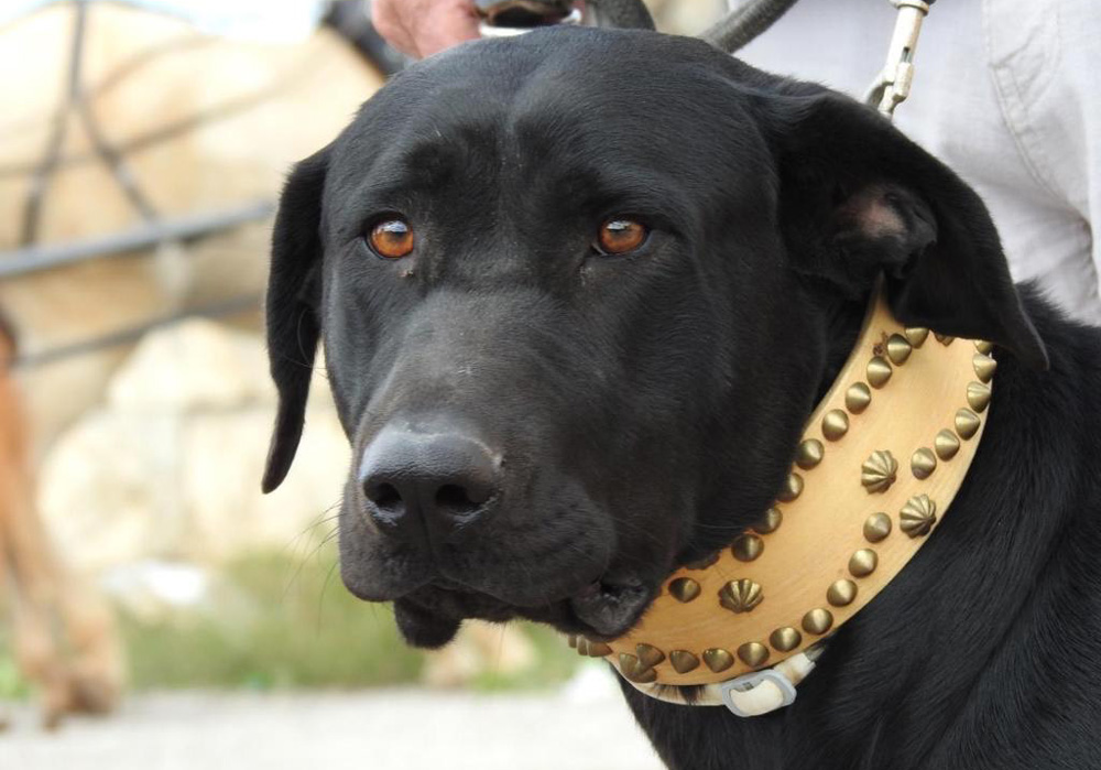 malinois pastor belga cuidados esenciales para su bienestar