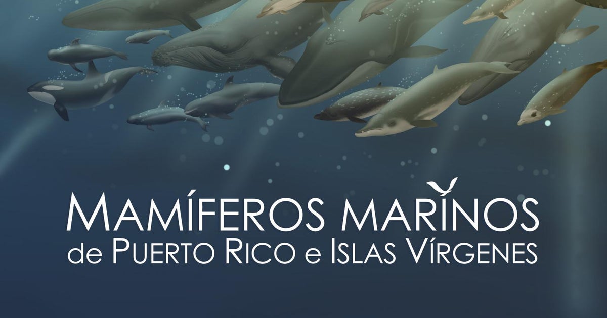 mamiferos acuaticos caracteristicas y 47 ejemplos con fotos