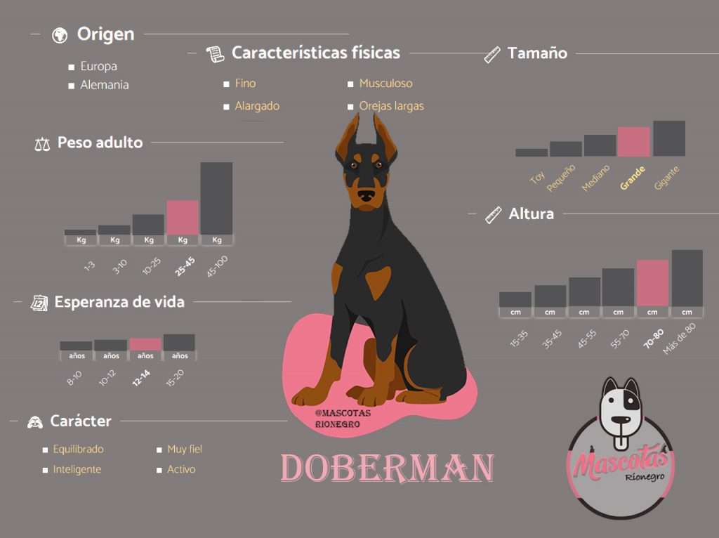 manchester terrier caracteristicas temperamento y cuidados