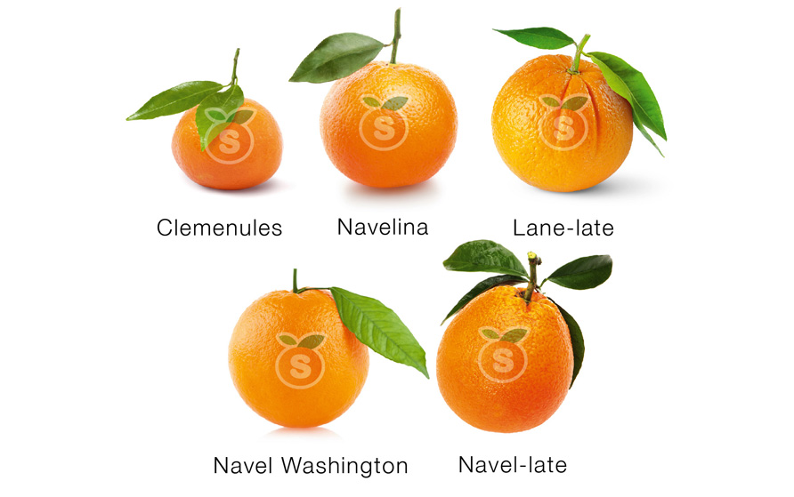 mandarina conoce 3 tipos de mandarinas y sus variedades