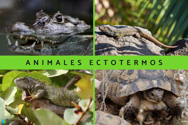 Manglares: Significado, animales y sorprendentes imágenes