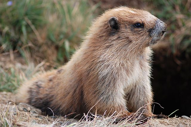 marmota que comen las marmotas en su habitat natural