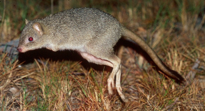 marsupial el unico animal que siempre esta embarazado