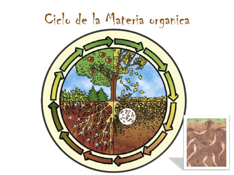 Materia orgánica e inorgánica: definición y ejemplos clave
