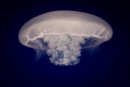 Medusa Mediterráneo: 20 Fascinantes Medusas del Mediterráneo