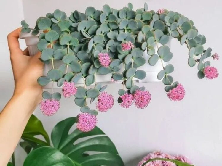 Mejores suculentas colgantes con flores en 2025
