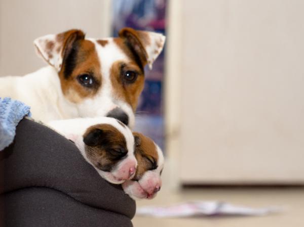 Metoclopramida en perros: qué dosis, usos y efectos secundarios hay