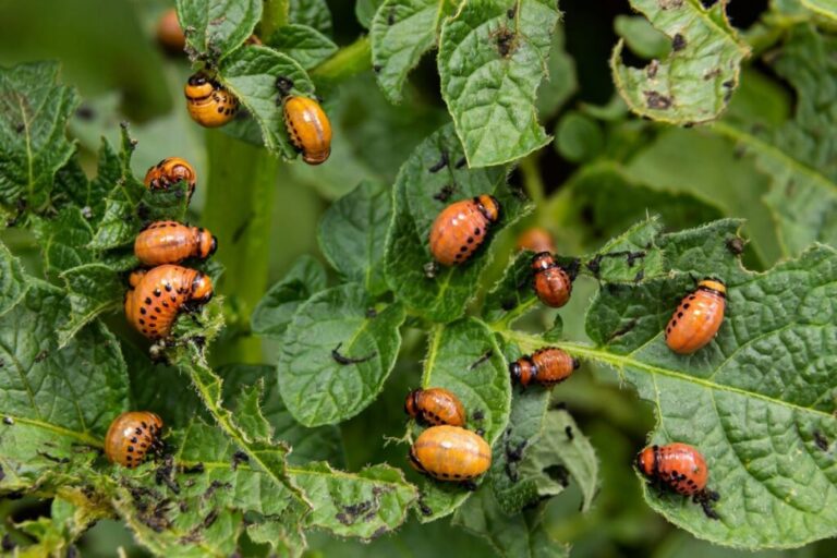Mezquite árbol: Cómo detener su invasión en África