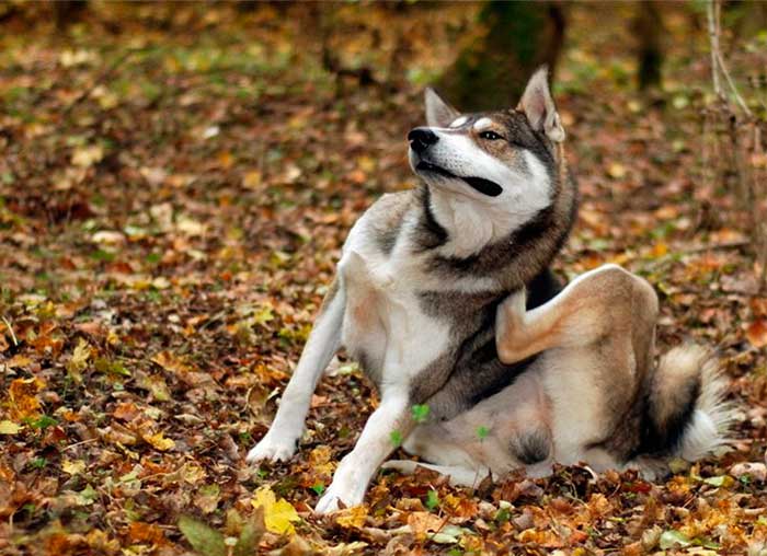 mi cachorro no quiere comer causas y soluciones efectivas